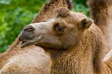Kamel (75 von 108).jpg